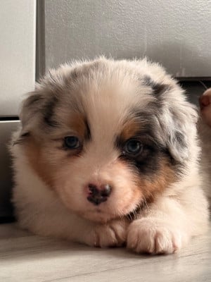 Les chiots de Berger Australien