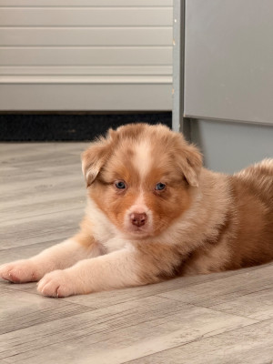 Les chiots de Berger Australien