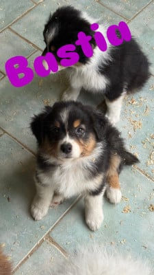 Les chiots de Berger Australien