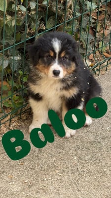 Les chiots de Berger Australien