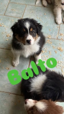 Les chiots de Berger Australien