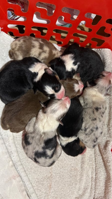 Berger Australien - du domaine de country