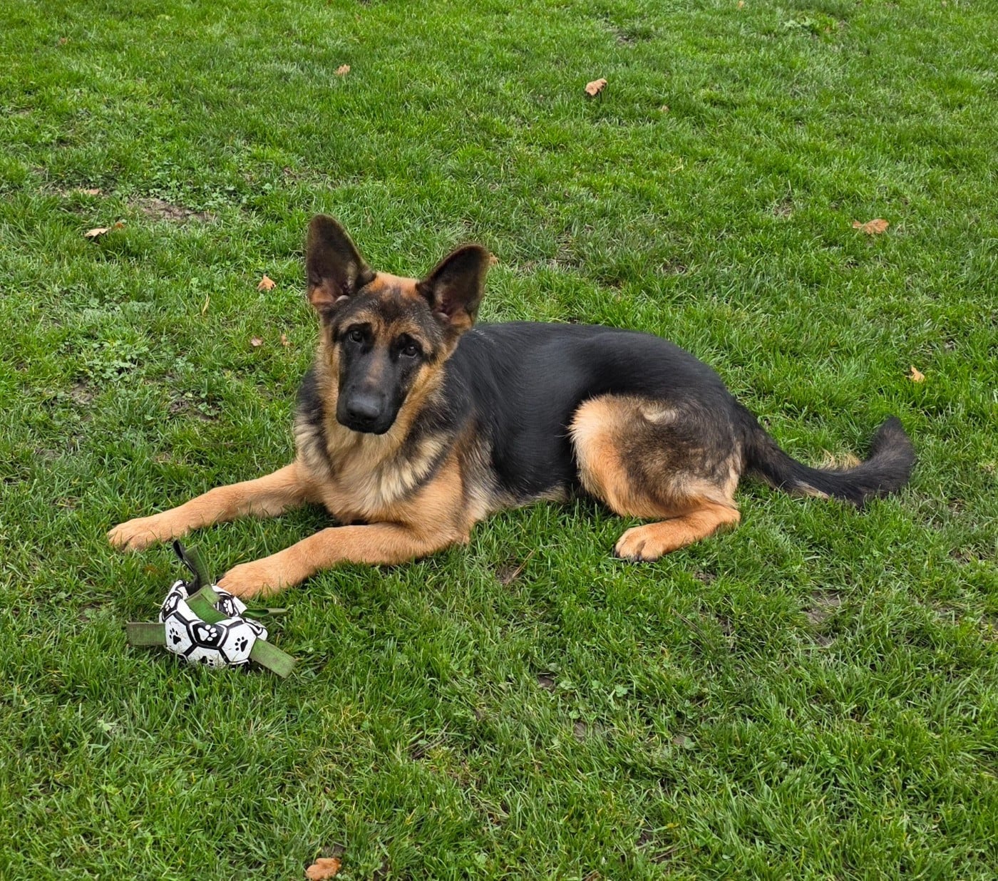 Berger Allemand - de Quezac