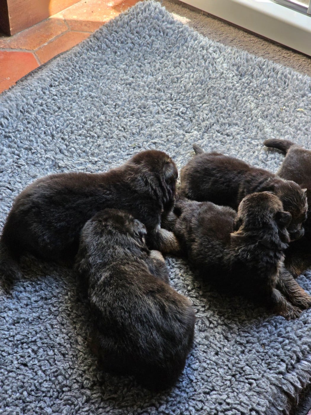 CHIOT 5