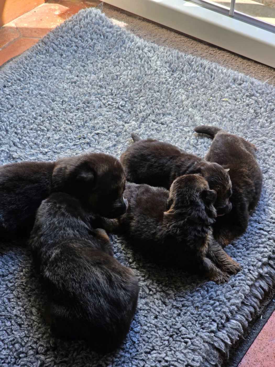 CHIOT 5