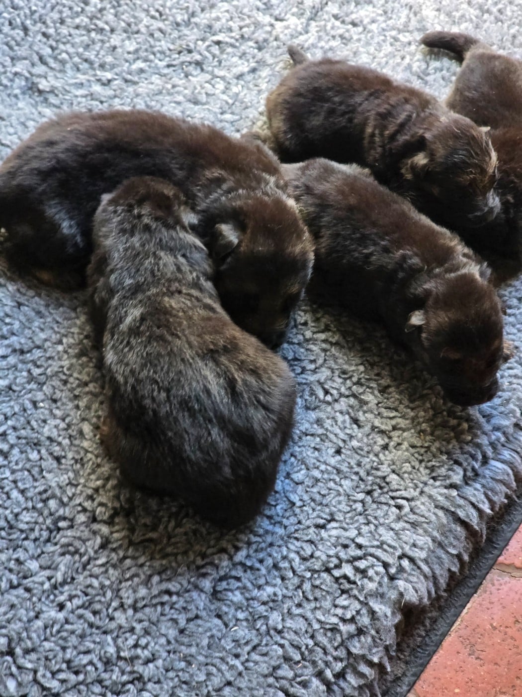 CHIOT 5