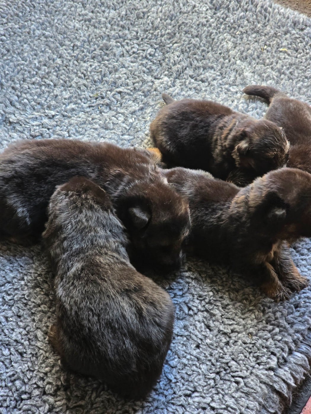 CHIOT 5