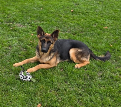 Les chiots de Berger Allemand