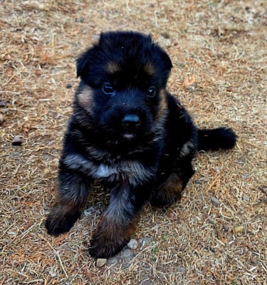 Les chiots de Berger Allemand