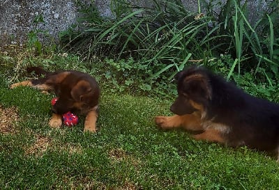 Les chiots de Berger Allemand