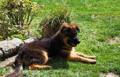 Les chiots de Berger Allemand