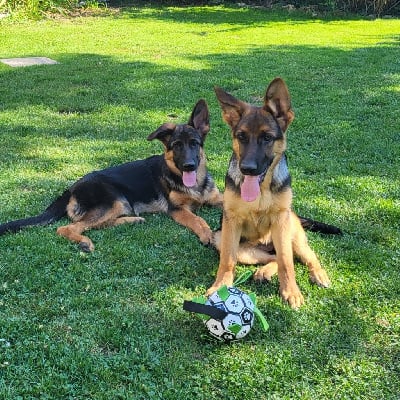 Les chiots de Berger Allemand