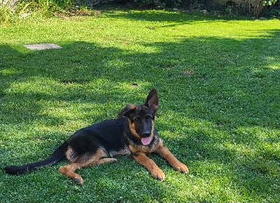 Les chiots de Berger Allemand