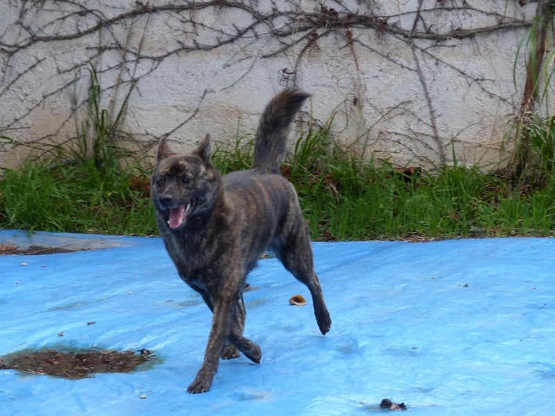 Publication : Huan Seha Sy-Phaa