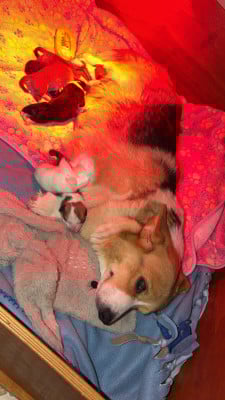 Les chiots de Welsh Corgi Pembroke