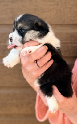 Les chiots de Welsh Corgi Pembroke