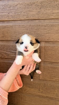 Les chiots de Welsh Corgi Pembroke