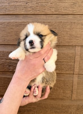 Les chiots de Welsh Corgi Pembroke