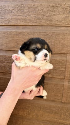 Les chiots de Welsh Corgi Pembroke