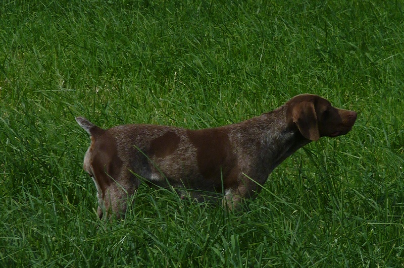 Publication : du Clos Moreau Auteur : Moreau Ludovic