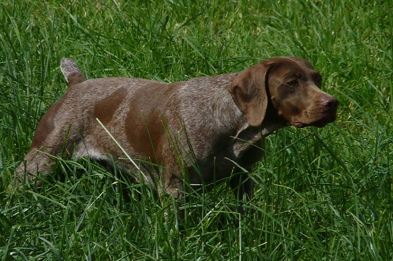 Publication : du Clos Moreau Auteur : Moreau Ludovic