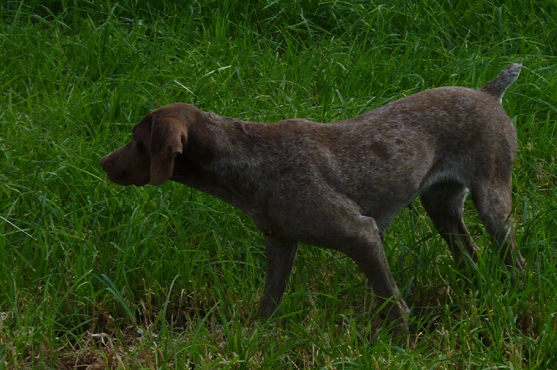 Publication : du Clos Moreau Auteur : Moreau Ludovic