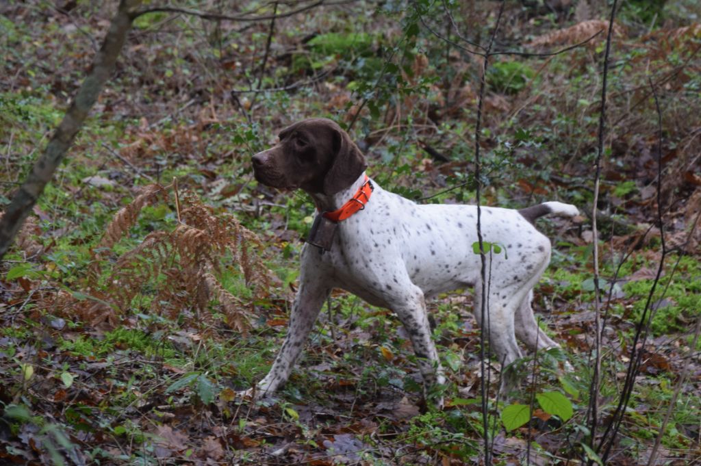 TR. Neige de Chantoizeau - 1°excellent CACT CACIT