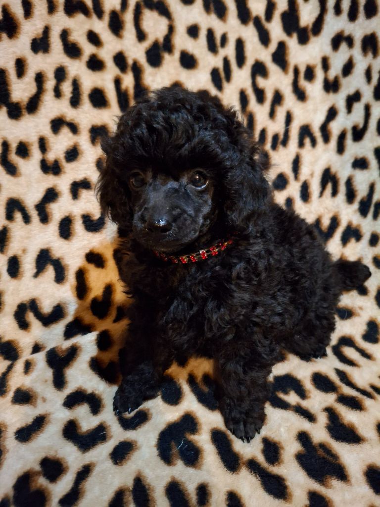 Peluche Chien Caniche Georgiana - Jellycat
