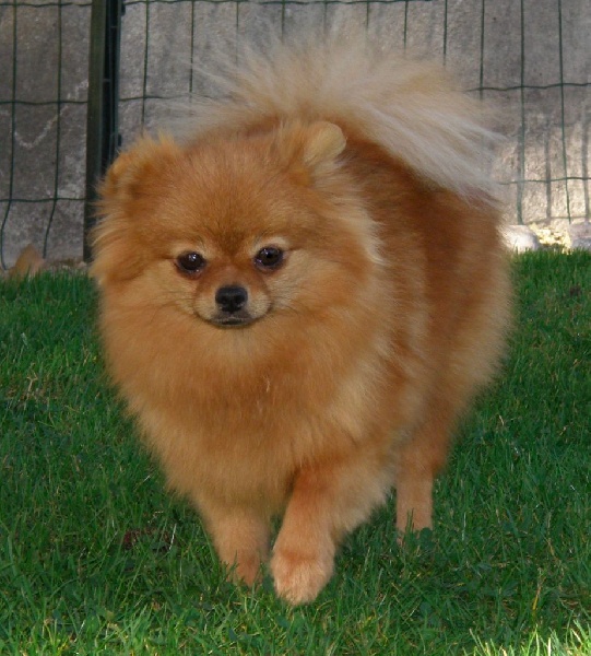 Publication : des Prairies aux Mille Fleurs Auteur : PAMF