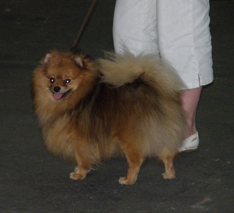 Diabolo des Prairies aux Mille Fleurs