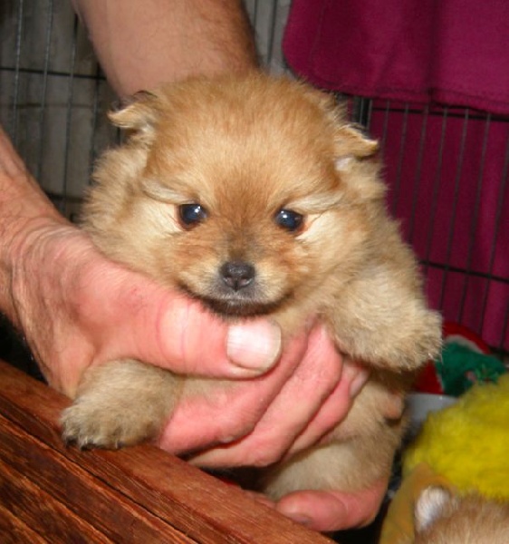 Publication : des Prairies aux Mille Fleurs Auteur : PAMF