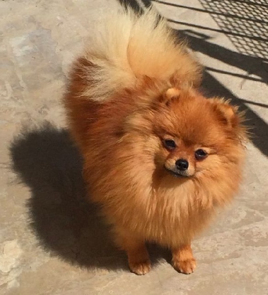 Publication : des Prairies aux Mille Fleurs Auteur : PAMF