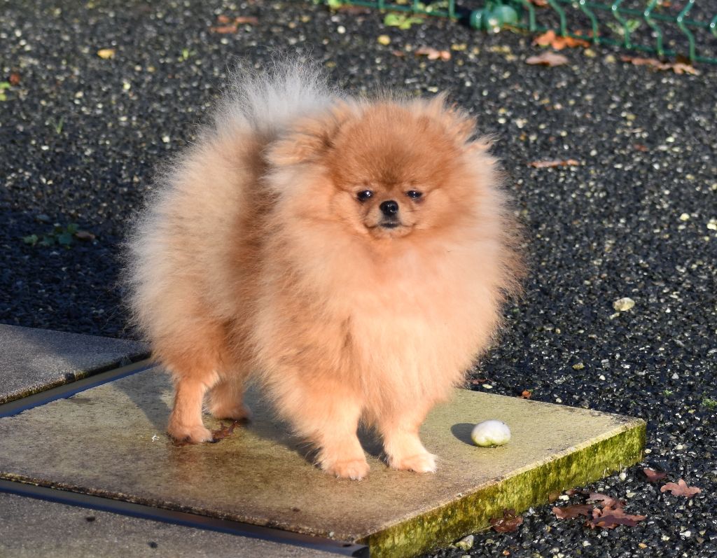 Phabuleuse plume des Prairies aux Mille Fleurs