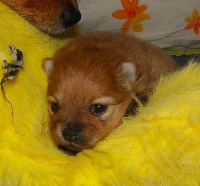 Publication : des Prairies aux Mille Fleurs Auteur : PAMF