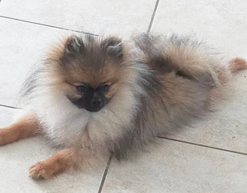 Publication : des Prairies aux Mille Fleurs