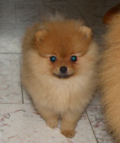 Publication : des Prairies aux Mille Fleurs Auteur : PAMF