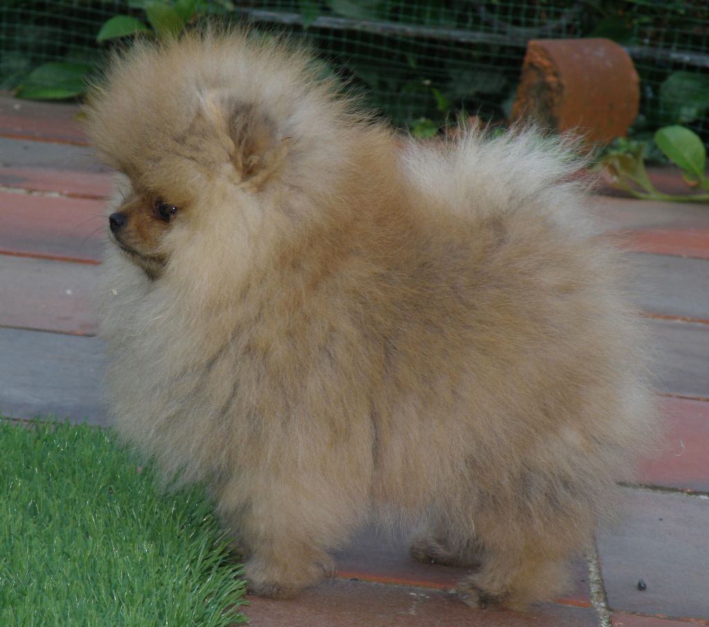 Phabuleuse plume des Prairies aux Mille Fleurs