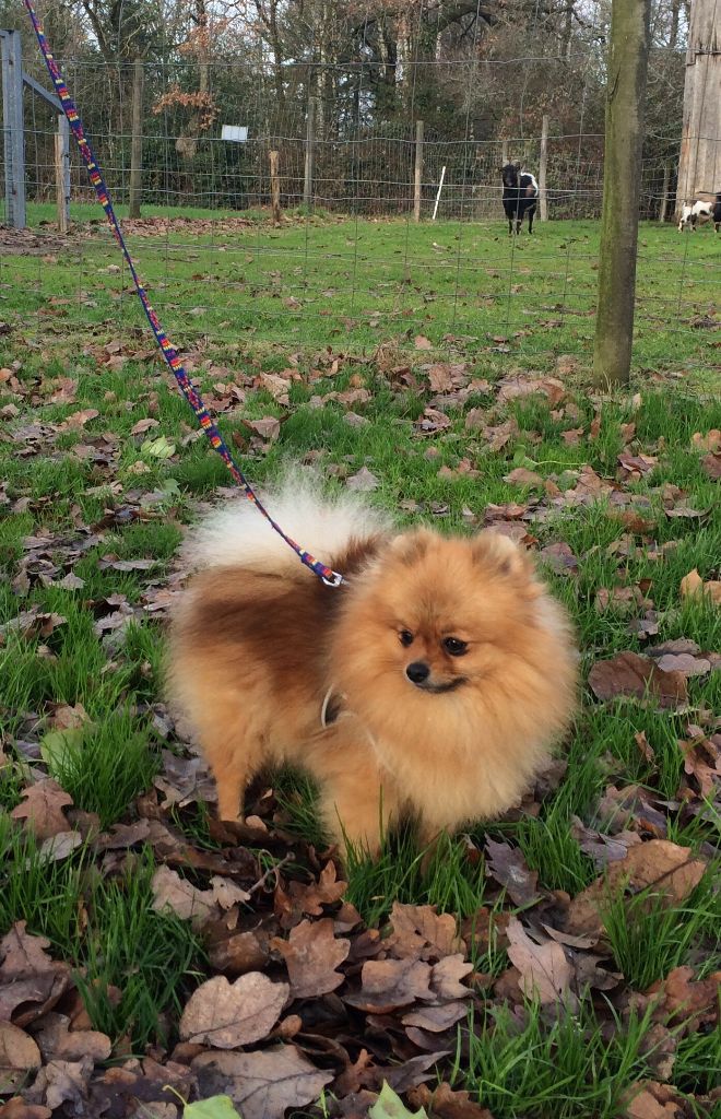 Publication : des Prairies aux Mille Fleurs Auteur : PSanchez