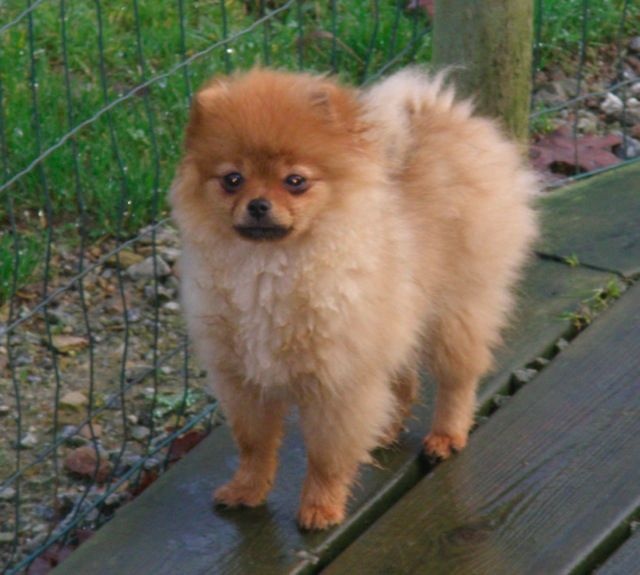 Publication : des Prairies aux Mille Fleurs Auteur : PAMF