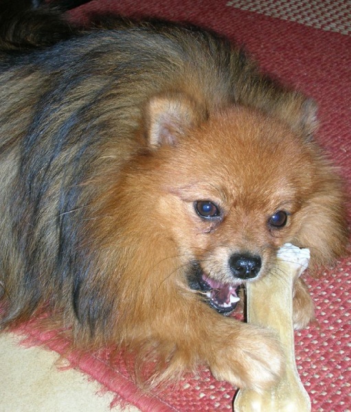 Diabolo des Prairies aux Mille Fleurs