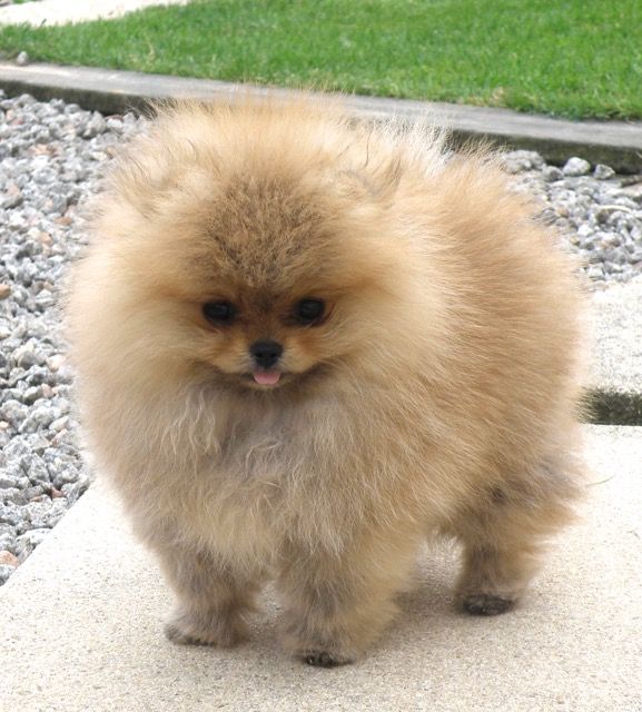 Phabuleuse plume des Prairies aux Mille Fleurs