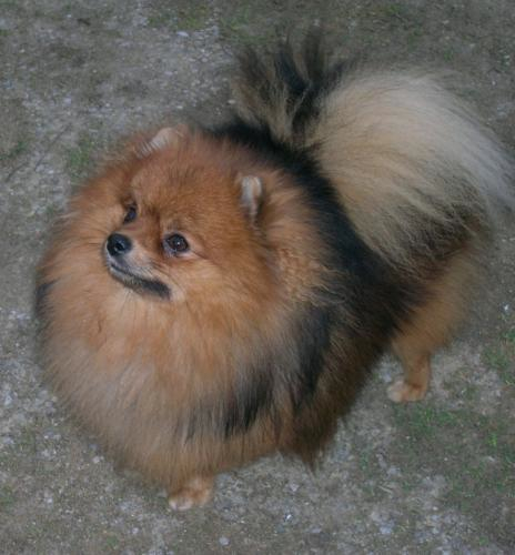 Diabolo des Prairies aux Mille Fleurs