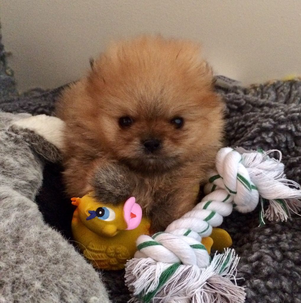 Phabuleuse plume des Prairies aux Mille Fleurs