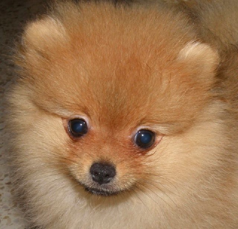 Publication : des Prairies aux Mille Fleurs Auteur : PAMF