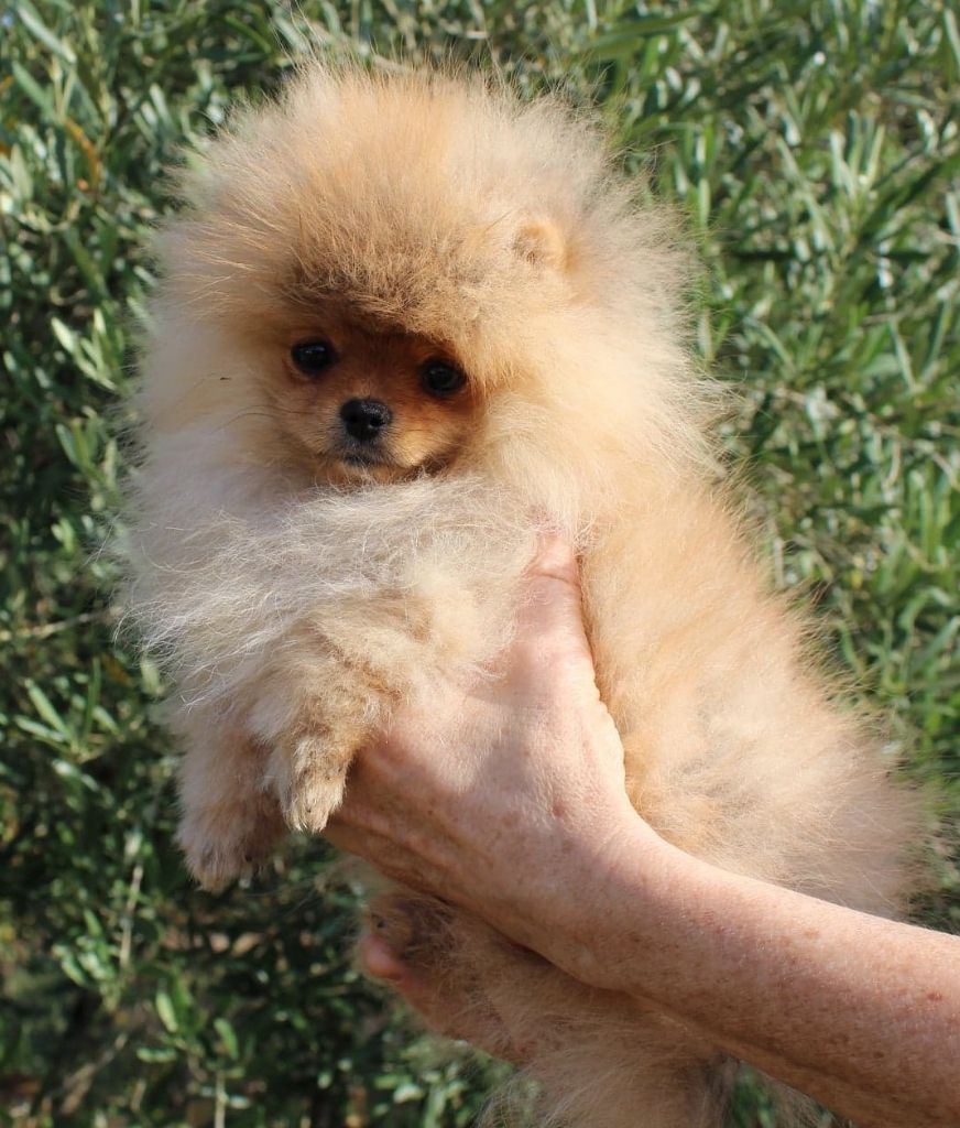Phabuleuse plume des Prairies aux Mille Fleurs