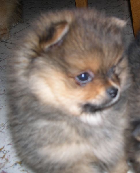 Diabolo des Prairies aux Mille Fleurs