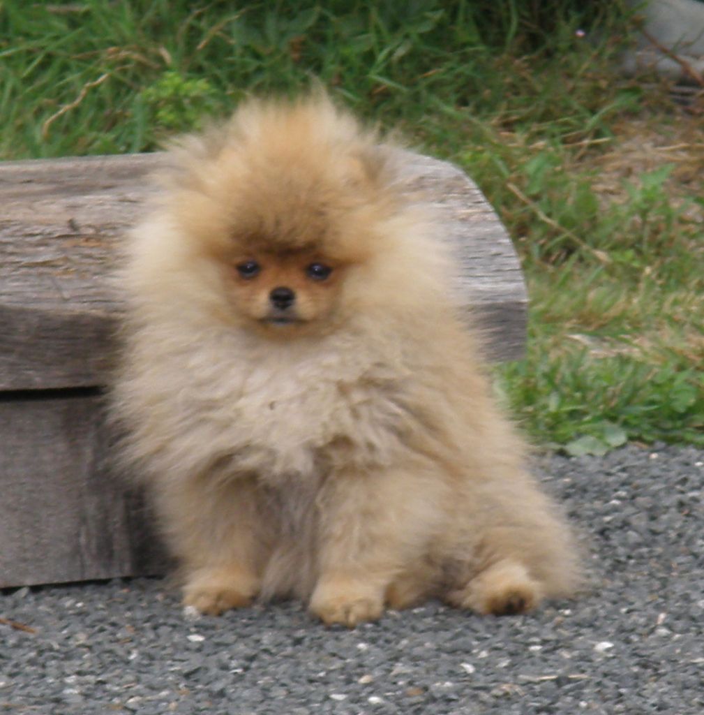 Phabuleuse plume des Prairies aux Mille Fleurs