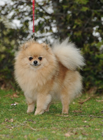 Exotic-salsa des Prairies aux Mille Fleurs - 1er Excellent