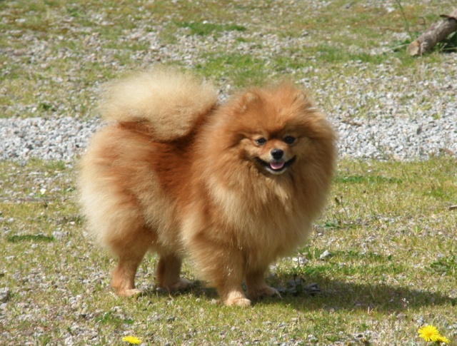 Foxy fantasia des Prairies aux Mille Fleurs - 2ème Excellent - RCACS