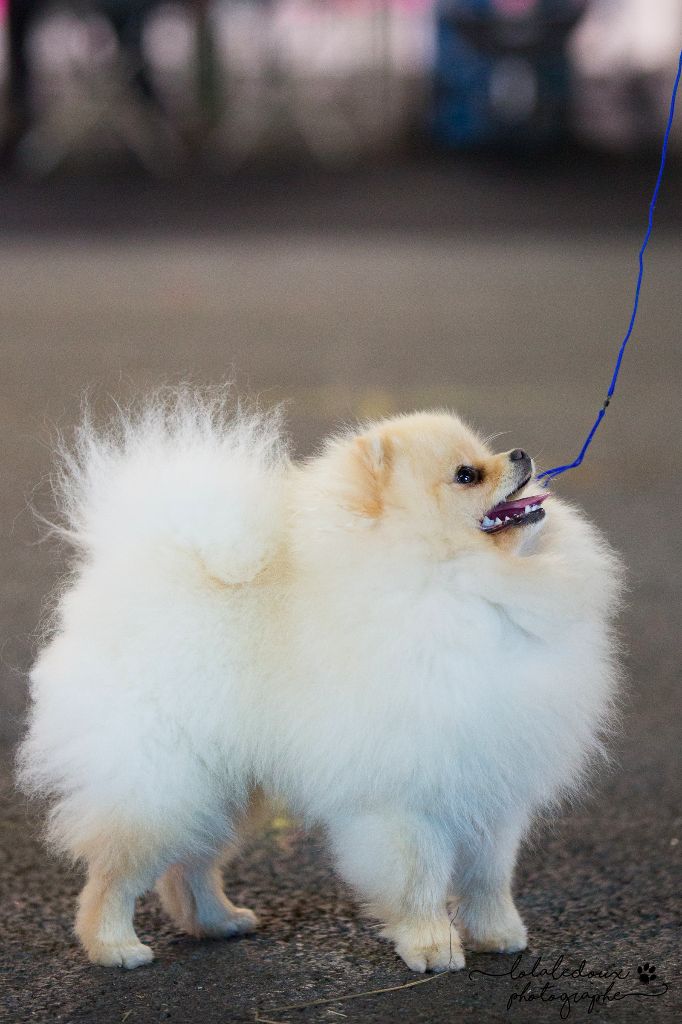 Nuage polaire des Prairies aux Mille Fleurs - Très Prometteur, Meilleur Puppy
